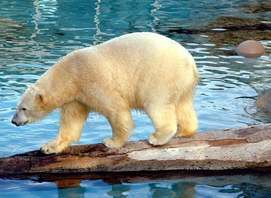 image 032-polar-bear-jpg