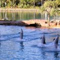 image 031-dolphins-taking-a-bow-jpg