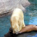 image 033-polar-bear-about-to-dive-jpg