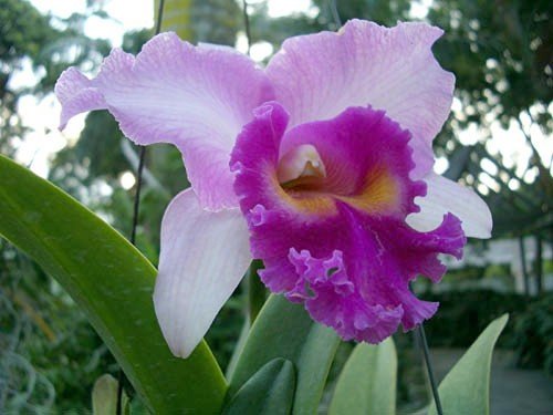 image cattleya-orchid-001-jpg