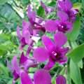 Singapore - Sentosa Orchid Garden