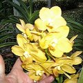 Singapore - Sentosa Orchid Garden