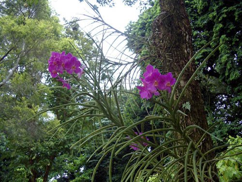 image 004-vanda-orchid-jpg