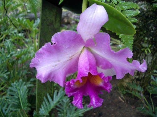 image 013-cattleya-in-orchidarium-jpg