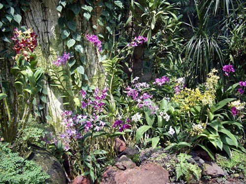 image 026-dendrobiums-in-mist-house-jpg