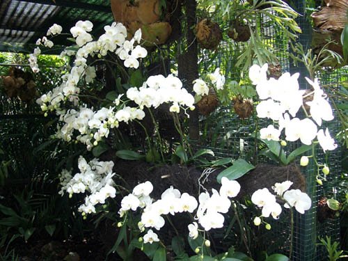 image 030-white-phalaenopsis-jpg