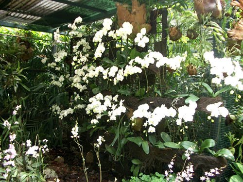 image 031-white-phalaenopsis-jpg