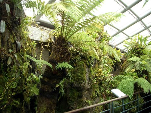 image 045-ferns-etc-in-cool-house-jpg