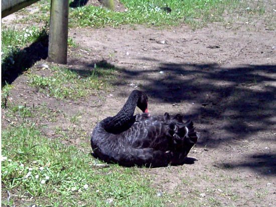 image ballarat-black-swan-jpg