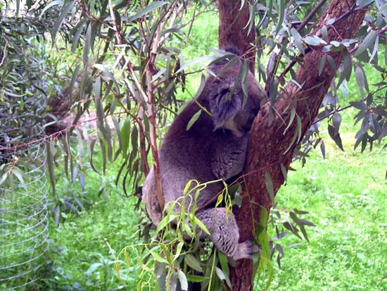 image healesville-sanctuary-koala-jpg