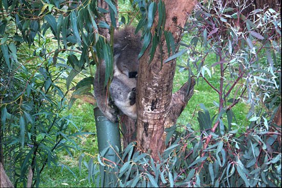 image healesville-sanctuary-another-koala-jpg
