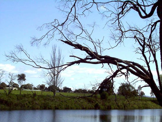image tambo-river-fishing-tree-jpg