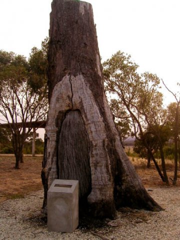 image taungurung-scarred-tree-jpg
