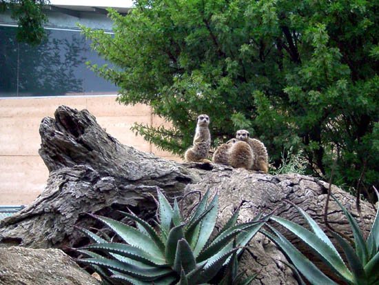image weribee-zoo-meerkats-jpg