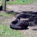 image ballarat-black-swan-jpg