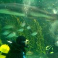 image melbourne-aquarium-swim-with-shark-1-jpg