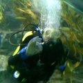 image melbourne-aquarium-swim-with-shark-jpg