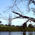image tambo-river-fishing-tree-jpg