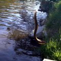 image tambo-river-eel-jpg
