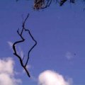 image tambo-river-suspended-twig-jpg