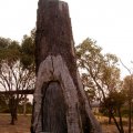 image taungurung-scarred-tree-jpg
