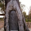 image taungurung-rest-area-scarred-tree-jpg