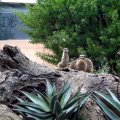image weribee-zoo-meerkats-jpg