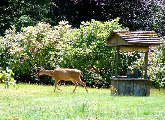 image 003-eatonville-deer-outside-angels-home-jpg