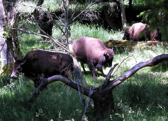 image 009-nwt-bison-jpg