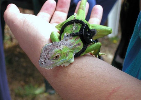 image 052-close-up-of-chameleon-jpg