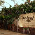 image 049-seattle-rainforest-cafe-1-jpg