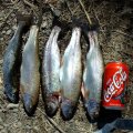 image 087-trout-caught-at-ohop-lake-jpg