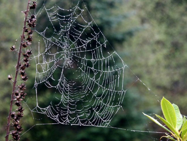 image 020-spiderweb-22-10-jpg