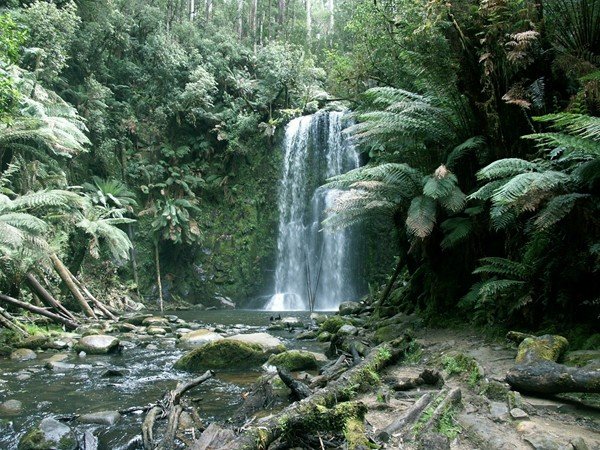image beauchamp-falls-2005-beech-forest-vic-jpg