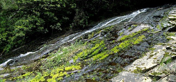 image tarra-falls-2006-tarra-bulga-national-park-vic-jpg