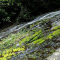 image tarra-falls-2006-tarra-bulga-national-park-vic-jpg