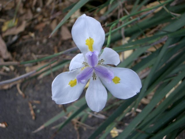 image african-iris-fortnight-lily-or-morea-iris-dietes-iridioides-iridaceae-jpg