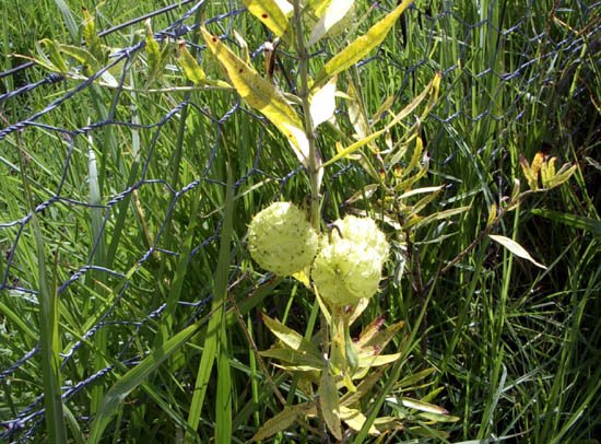image balloon-cotton-bush-or-cats-egg-gomphocarpus-asclepias-physocarpus-qld-2-jpg