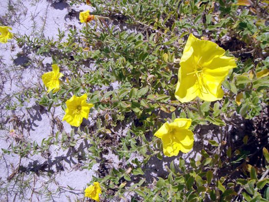 image beach-primrose-oenothera-drummondii-1-jpg