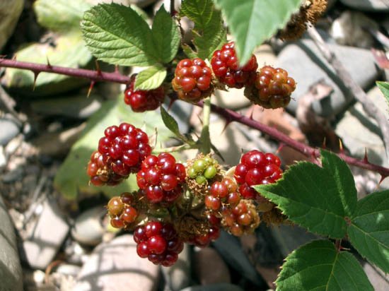 image blackberries-1-jpg