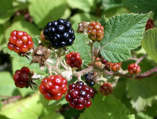 image blackberries-2-jpg