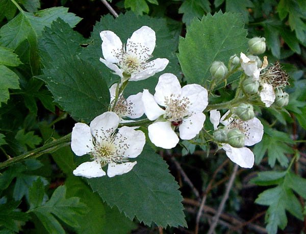 image blackberry-rubus-fruticosus-aggregate-flowers-tas-jpg