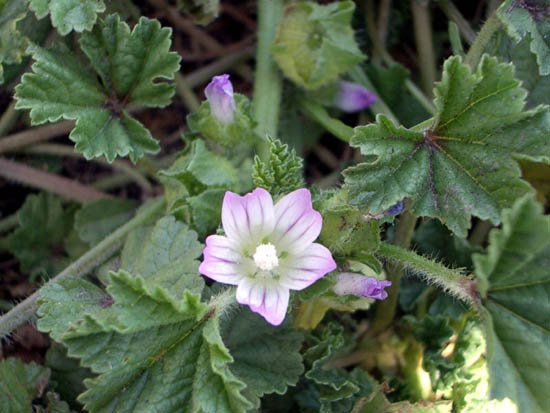 image cheeseweed-little-mallow-1-jpg