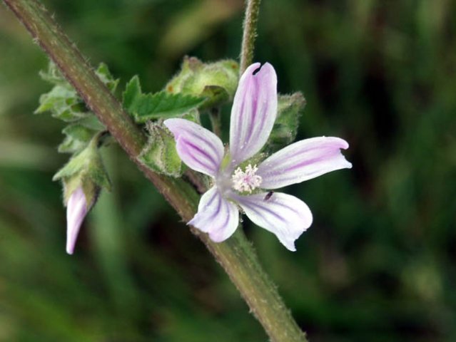 image cheeseweed-little-mallow-3-jpg