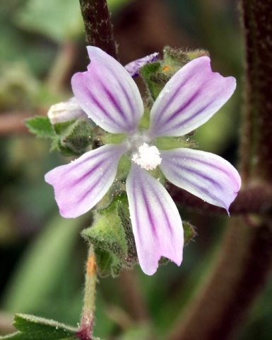 image cheeseweed-little-mallow-4-jpg