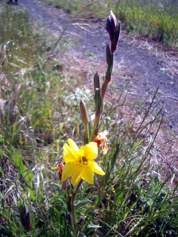 image common-evening-primrose-oenothera-stricta-s-aust-jpg