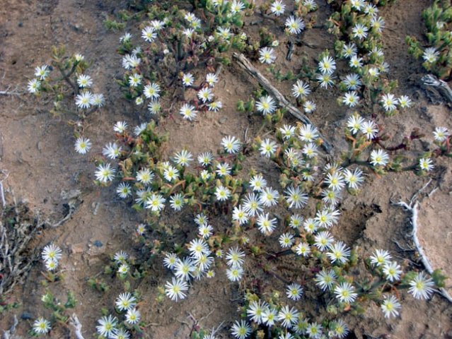 image common-ice-plant-mesembryanthemum-crystallinum-vic-jpg