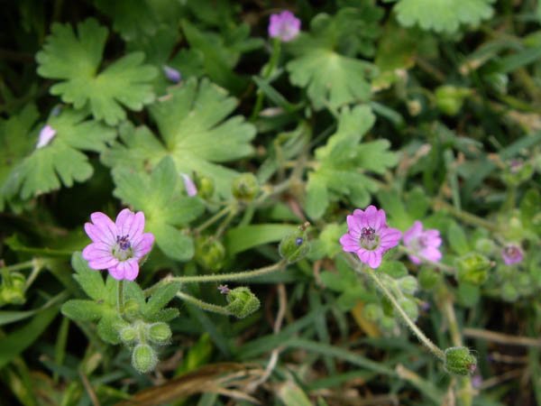image dovesfoot-geranium-molle-1-jpg