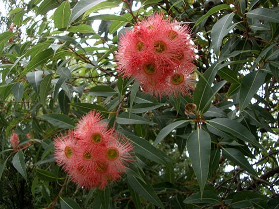 image eucalyptus-ficifolia-1-jpg