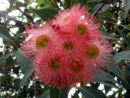 image eucalyptus-ficifolia-2-jpg
